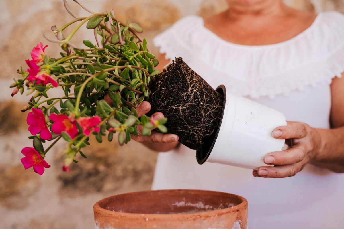 3 errori che fanno soffrire le piante in estate (senza che te ne accorga)