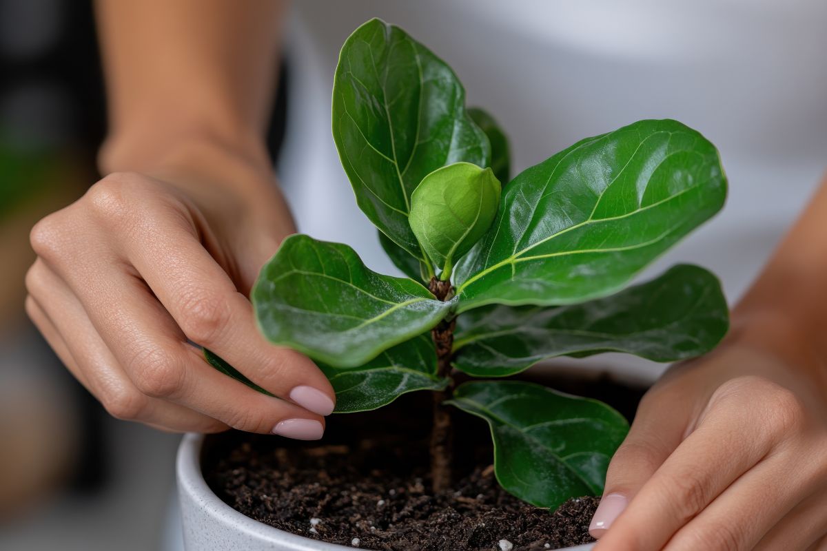 Ficus ingiallito a luglio? Forse non è colpa del caldo