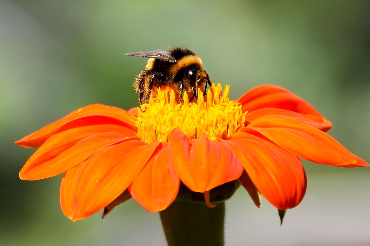 Fiori estivi che attirano api e impollinatori