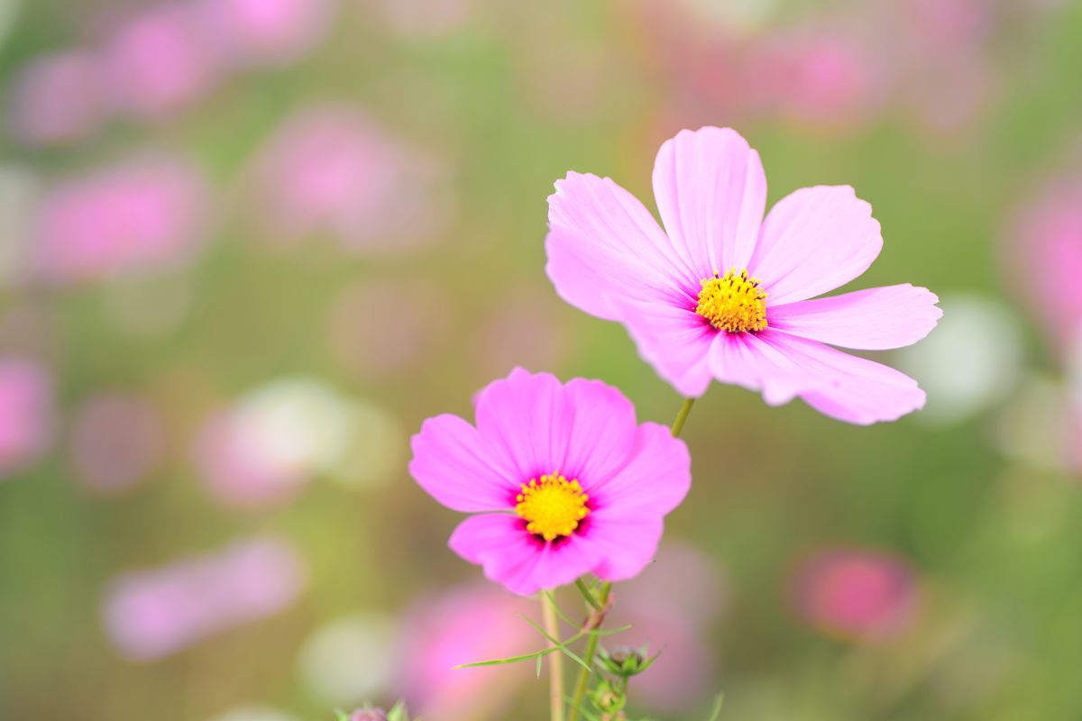 Cosmos: i fiori facili che resistono al sole