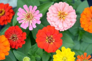 I fiori che durano fino a settembre