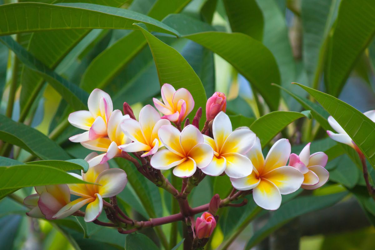 Fiori a imbuto: le varietà che resistono meglio al caldo estivo