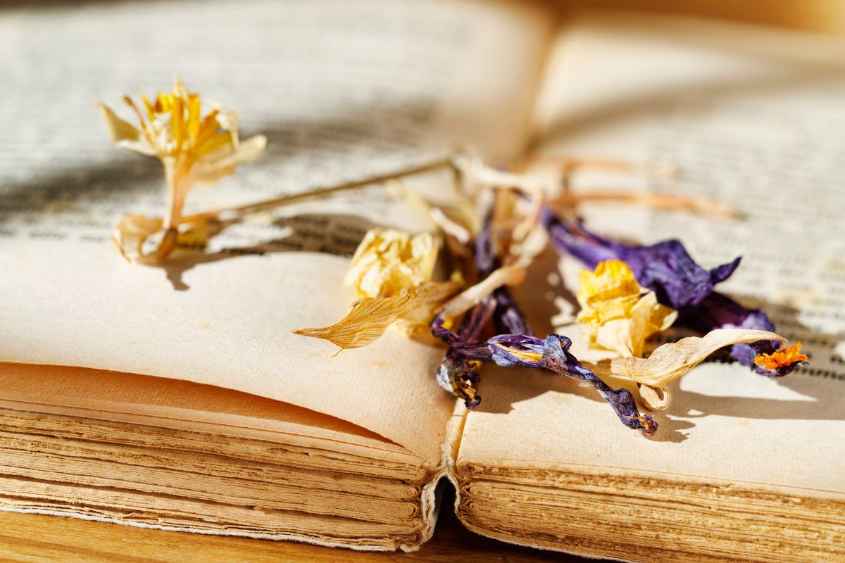 Come seccare i fiori in 3 modi semplici e usarli per decorazioni da parete
