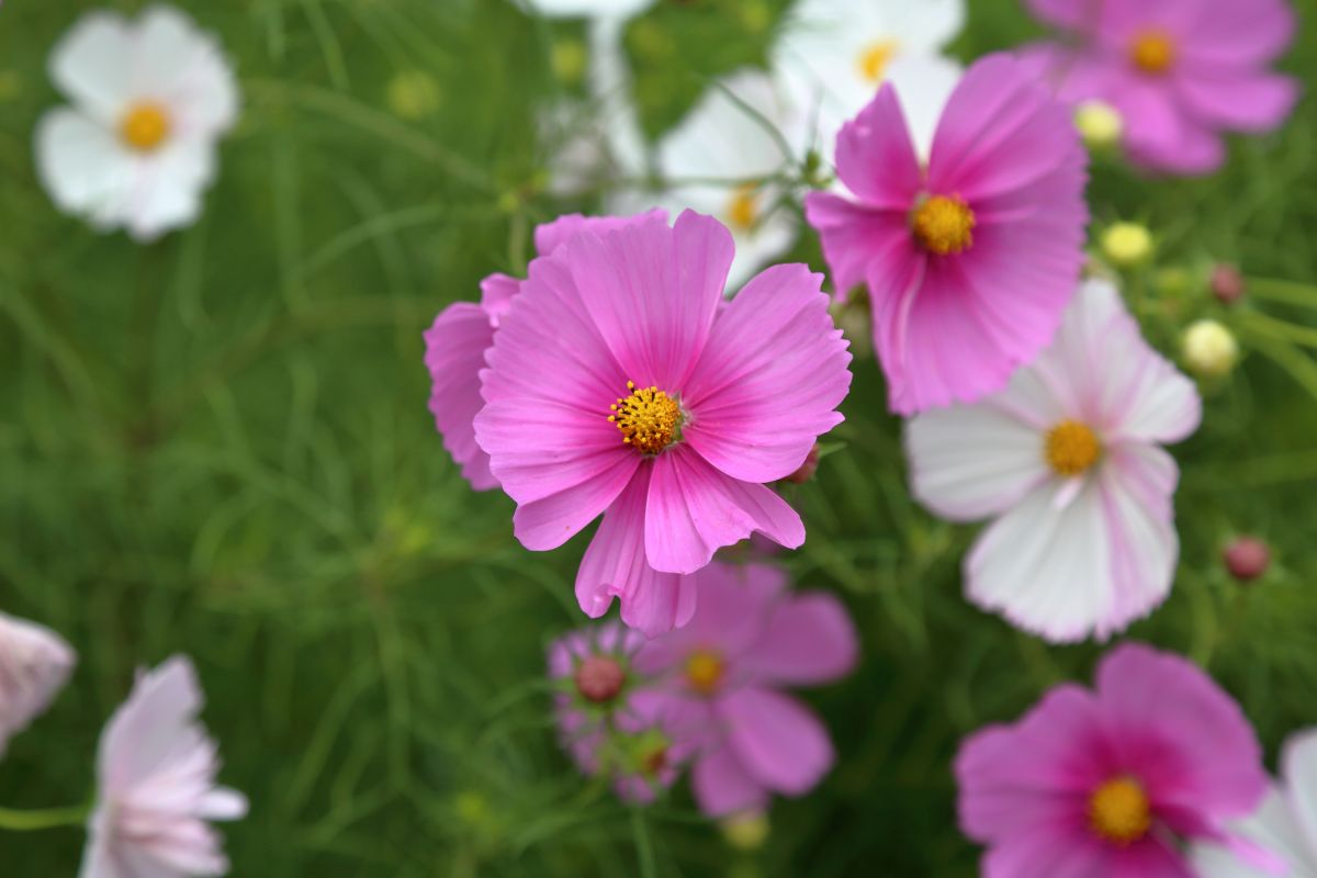 I fiori che durano fino a settembre se piantati entro questa settimana