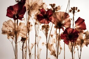 Come seccare i fiori