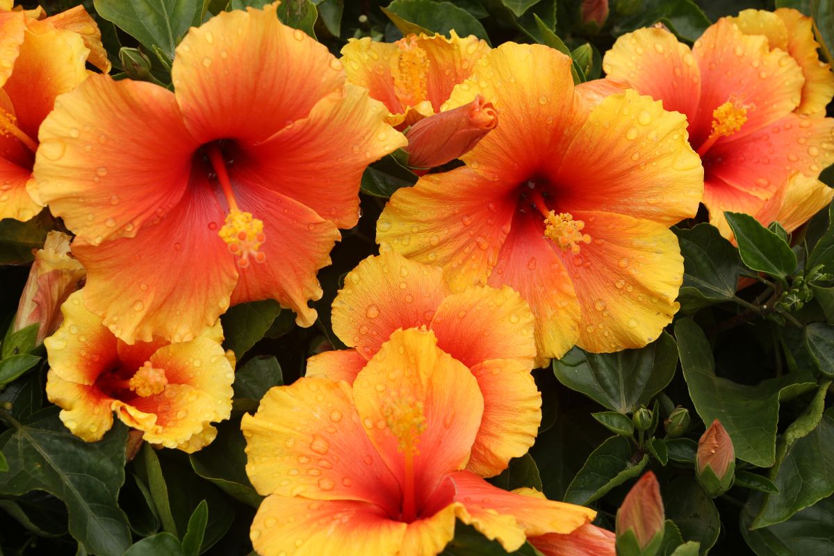 Come far fiorire l’ibisco da balcone anche nei giorni più caldi
