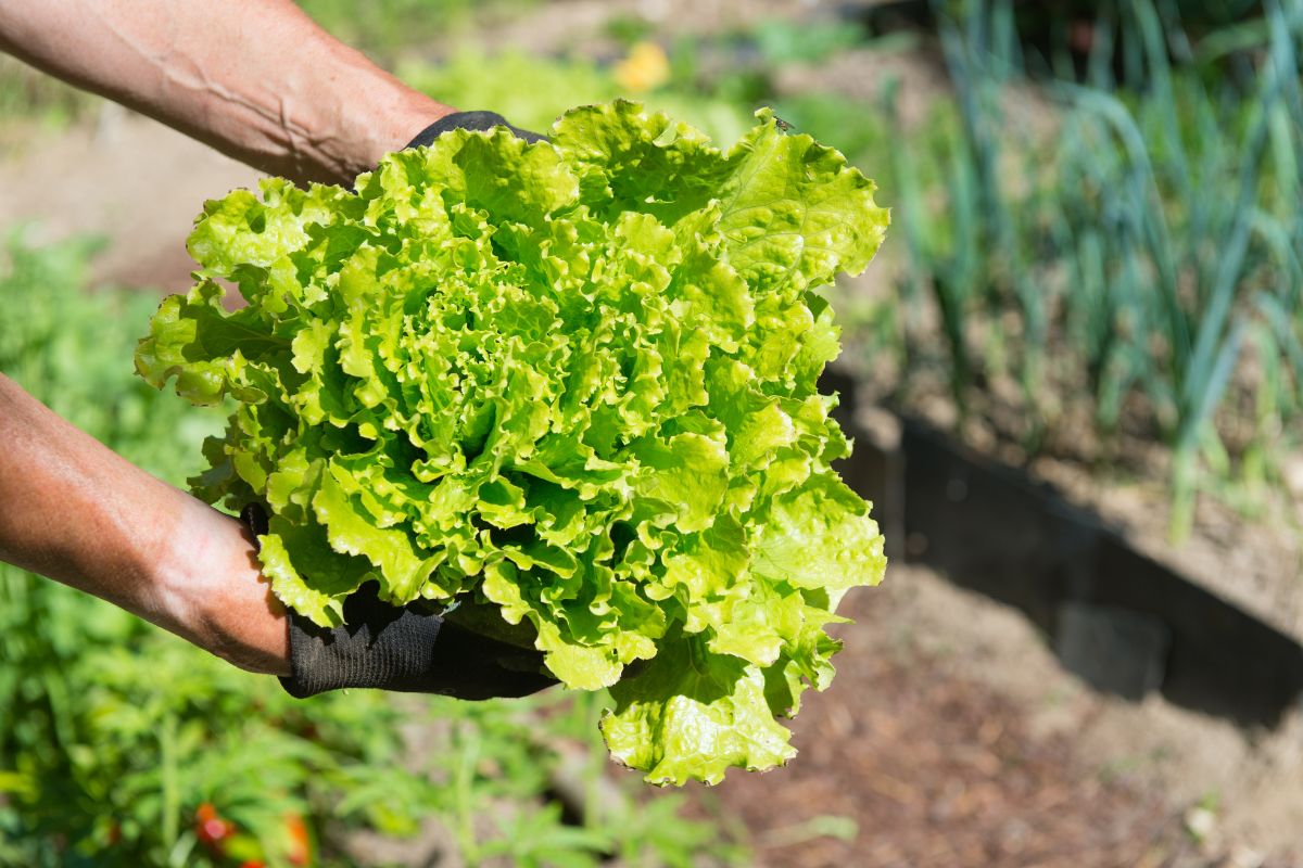 Insalata che si rovina subito? Gli errori comuni nell’orto estivo