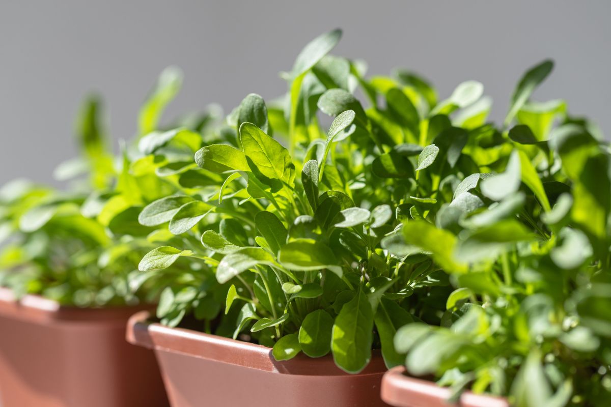 Insalate estive a km zero: cosa puoi coltivare anche in balcone