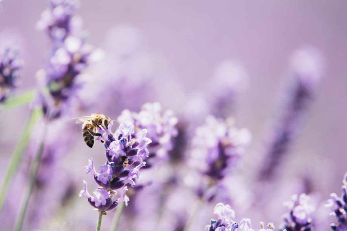 Fiori estivi che attirano api e impollinatori: quali piantare ora
