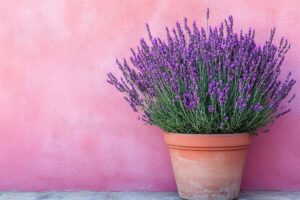 Lavanda in vaso