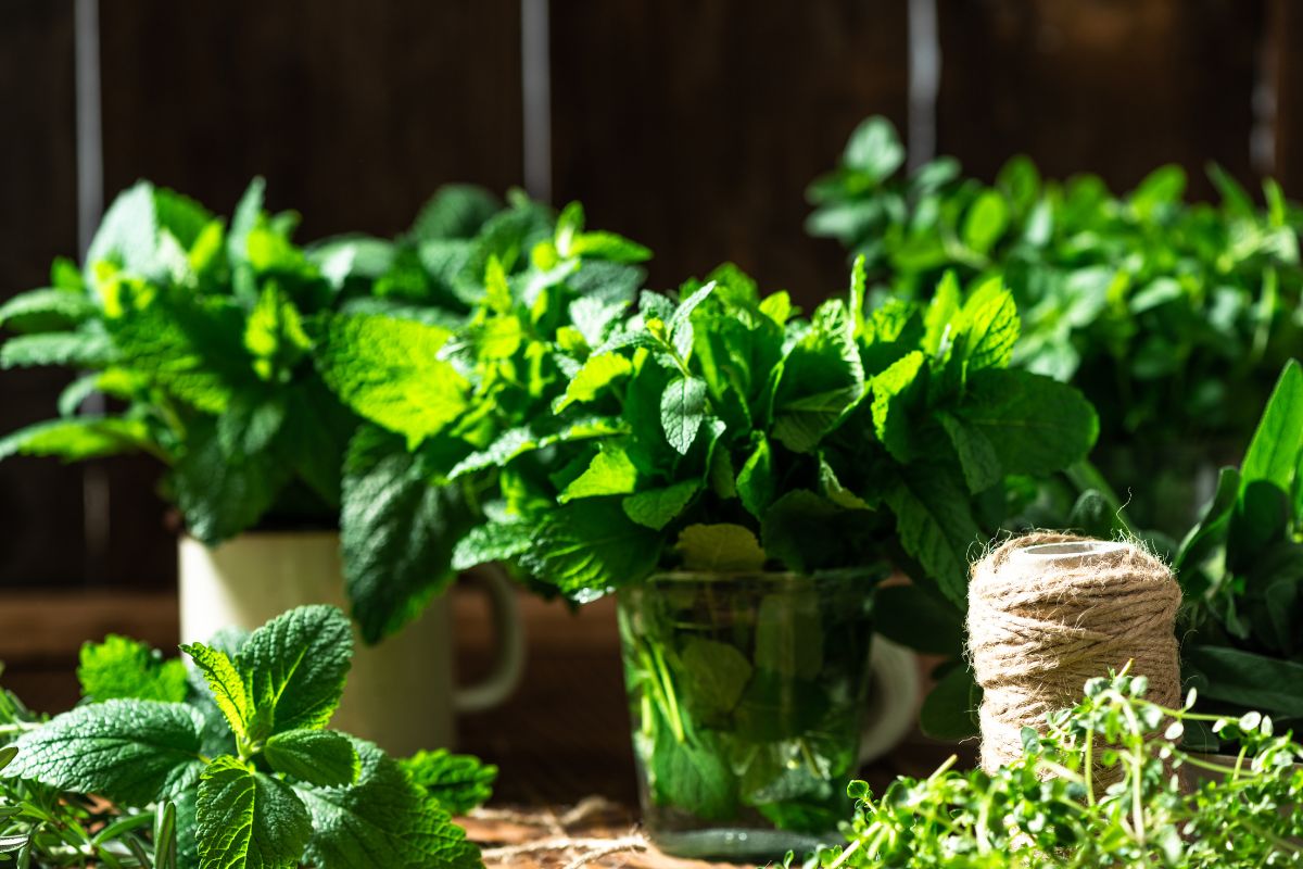 Piante aromatiche a luglio: come gestire salvia, menta e timo con il caldo