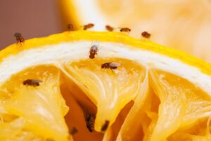 Come tenere lontane le mosche