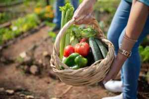 L’orto a luglio: 5 verdure da seminare