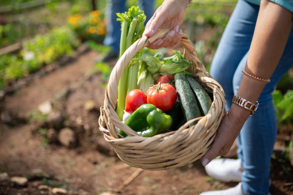 L’orto a luglio: 5 verdure da seminare
