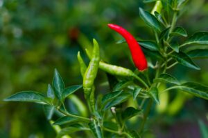 Peperoncini in vaso