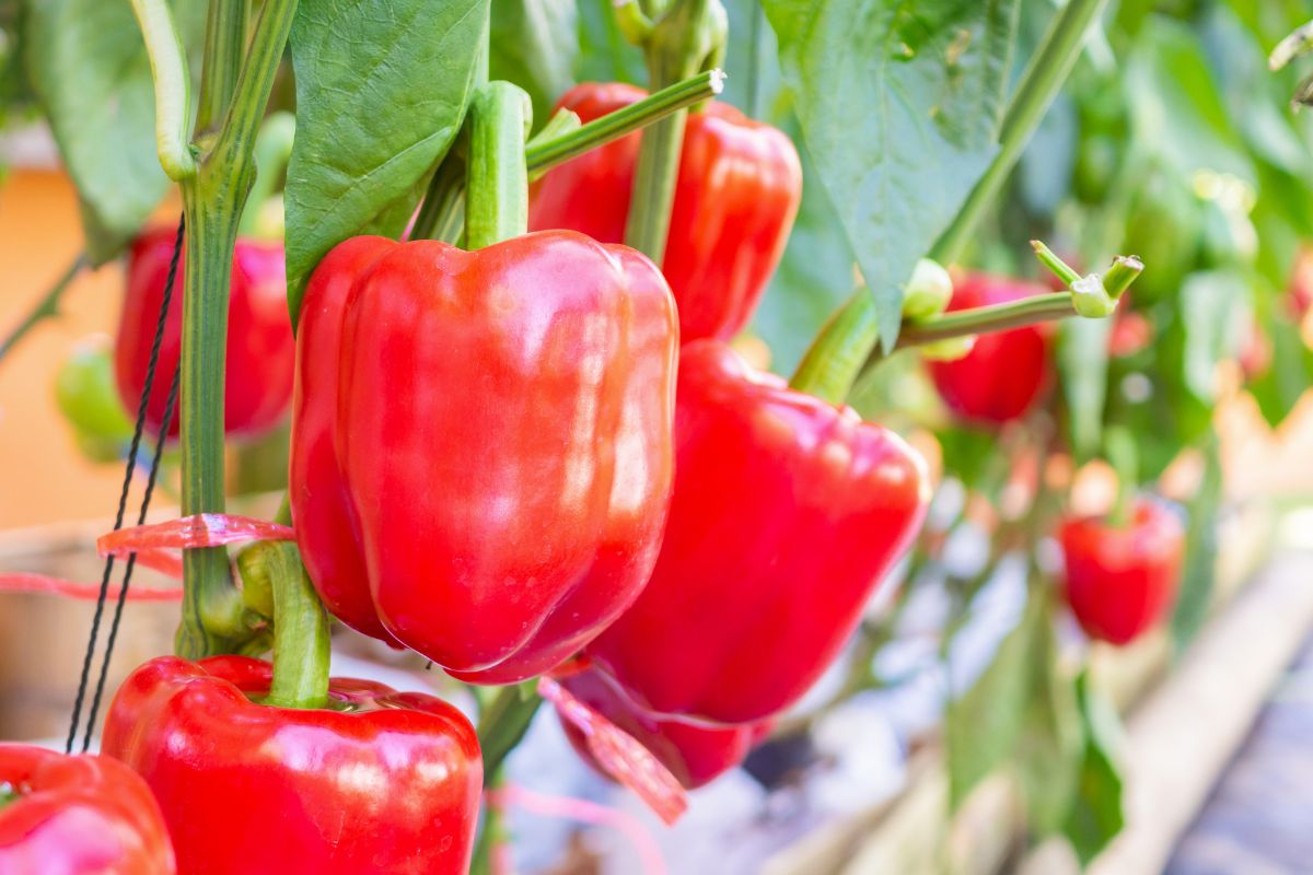 Pomodori e peperoni: come concimare a luglio per frutti saporiti
