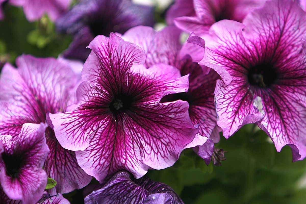 Fiori a imbuto