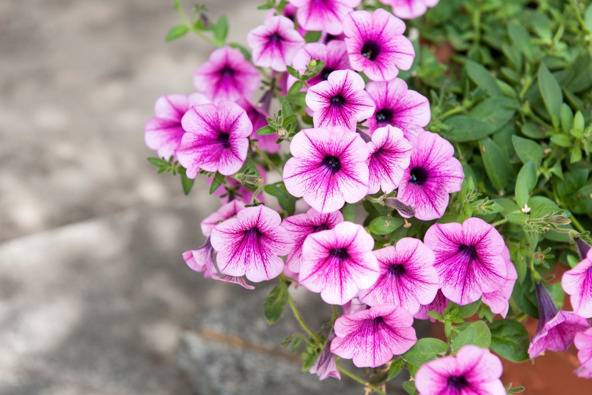 Petunie: come tenerle in fiore a luglio anche con sole e vento forti