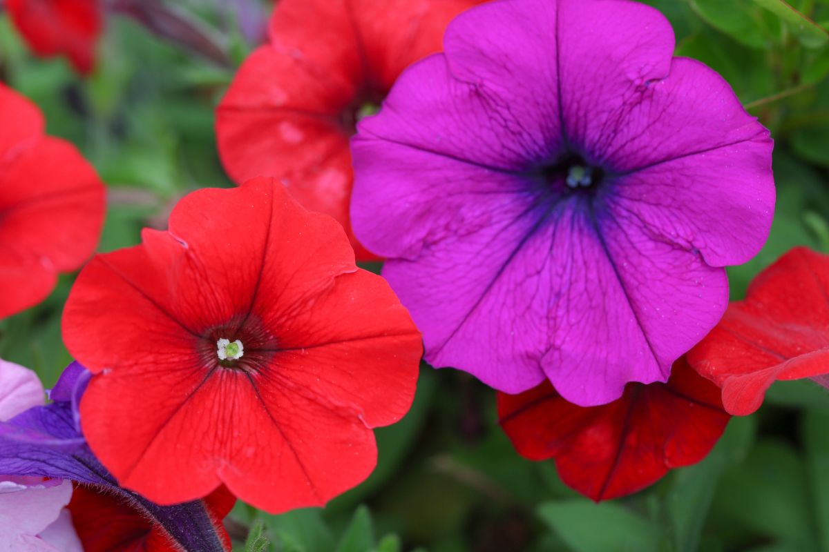 Petunie: come tenerle in fiore a luglio