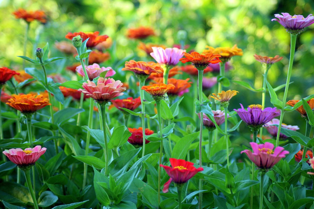 Giardino piccolo ma pieno di vita: come sfruttarlo anche a luglio