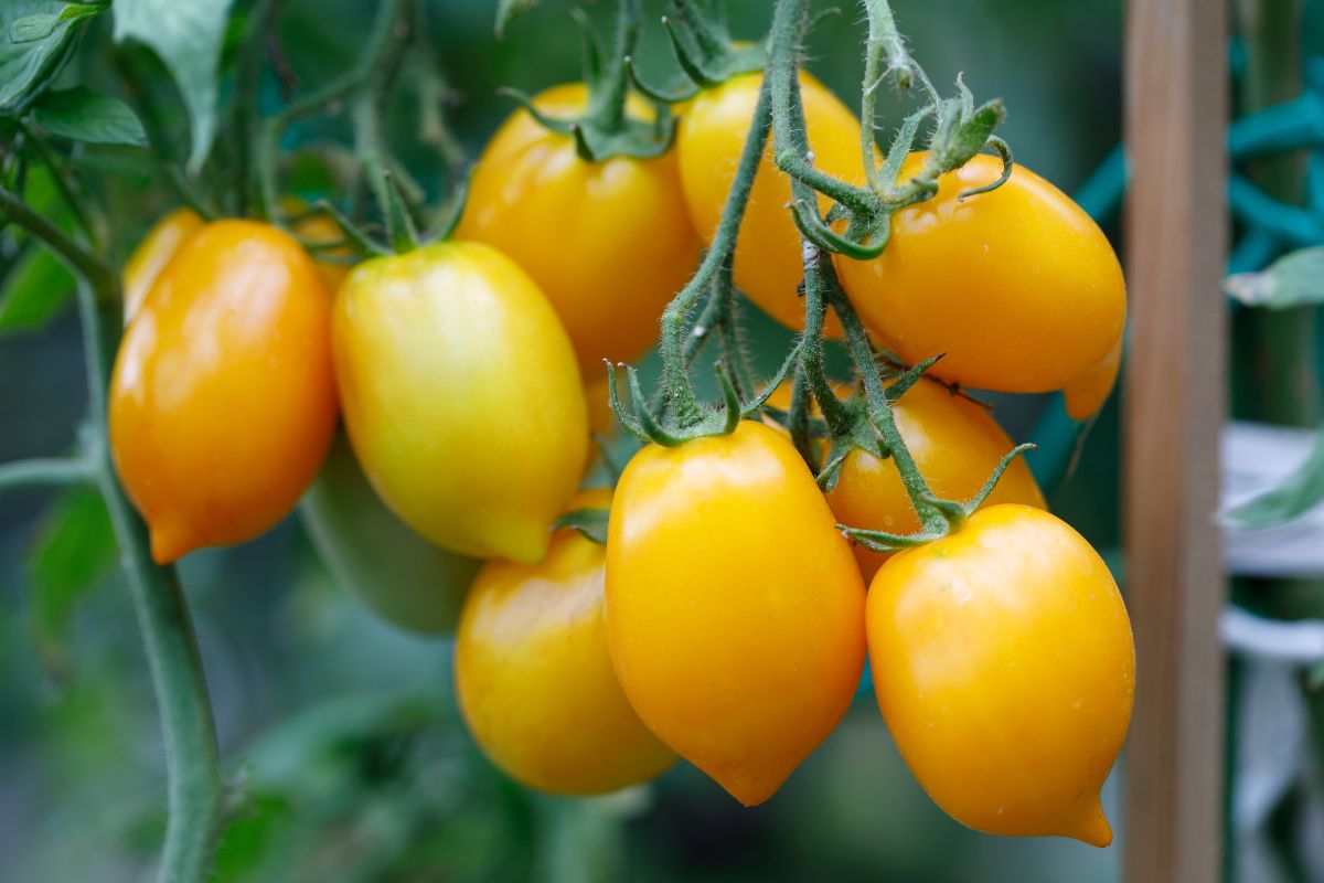 Pomodori gialli in vaso: come coltivarli e quali varietà scegliere a luglio