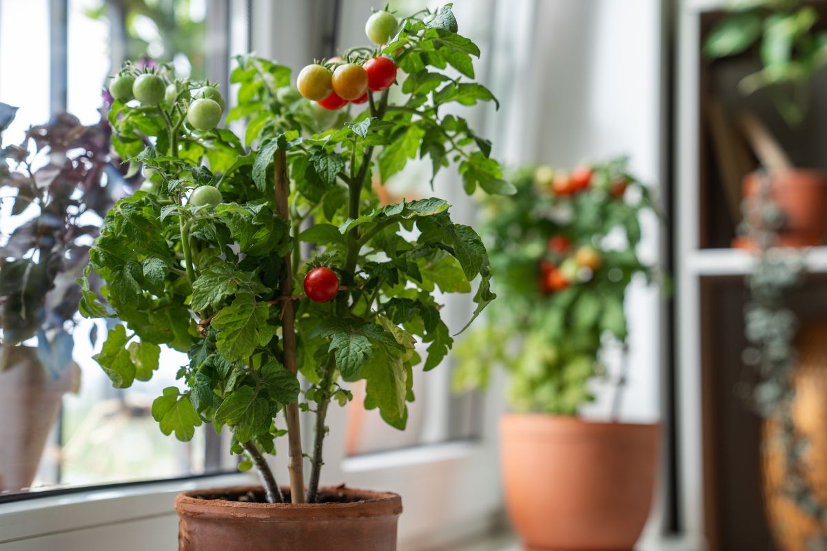 Come ottenere pomodori succosi anche in vaso: il trucco del telo