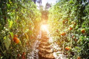 Pomodori spaccati o macchiati