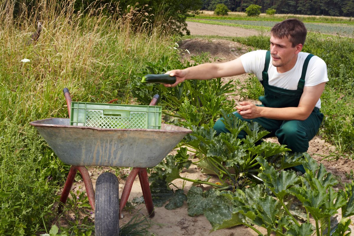 Quando raccogliere le zucchine? I segnali da osservare sulle foglie