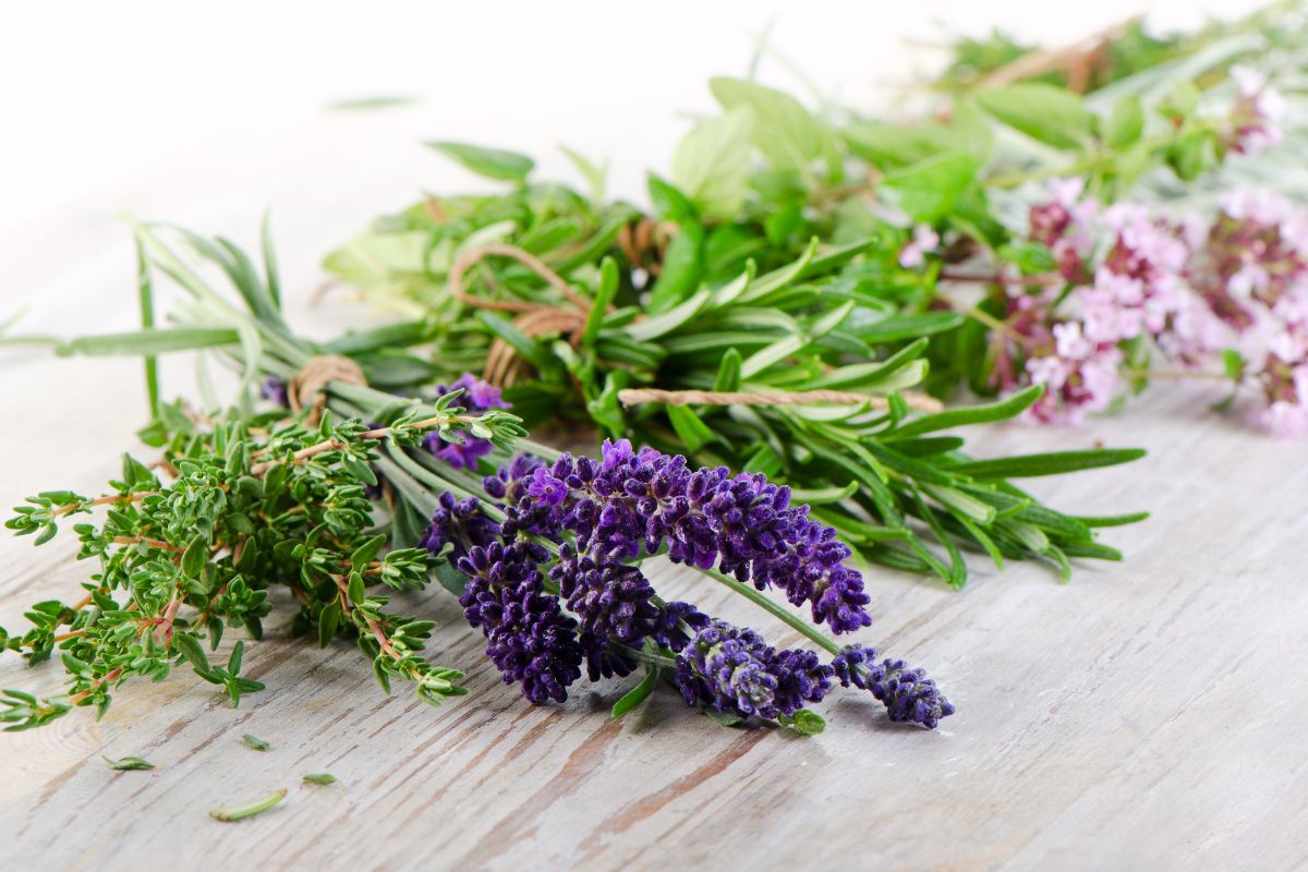 Come tenere lontane le mosche dalla cucina a luglio (senza spray chimici)