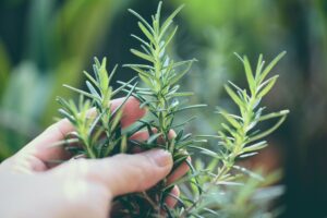Le aromatiche che amano il caldo
