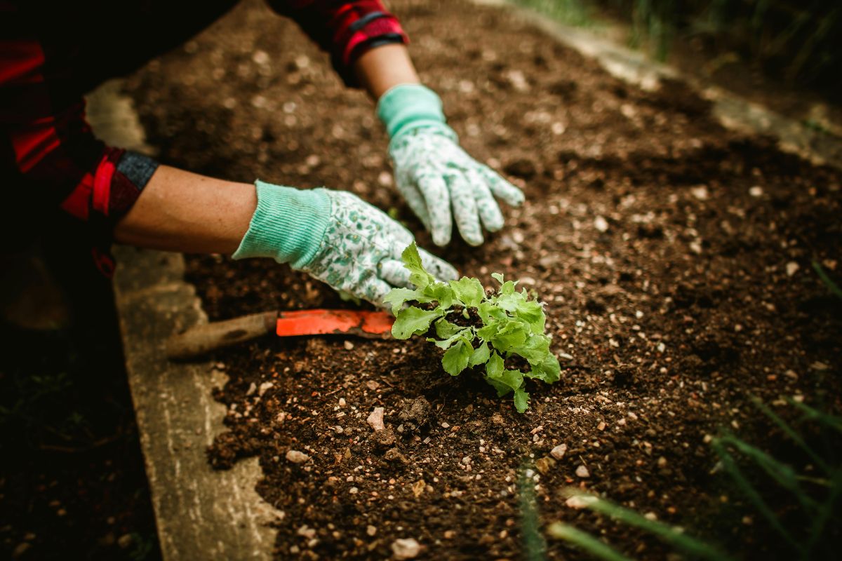 Semi da piantare ora per raccogliere verdure a settembre