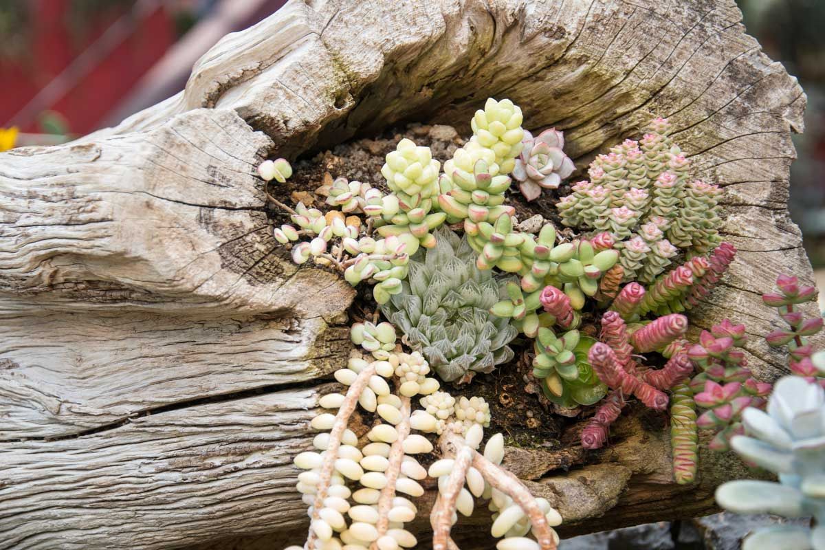 Idee creative: un tronco d’albero