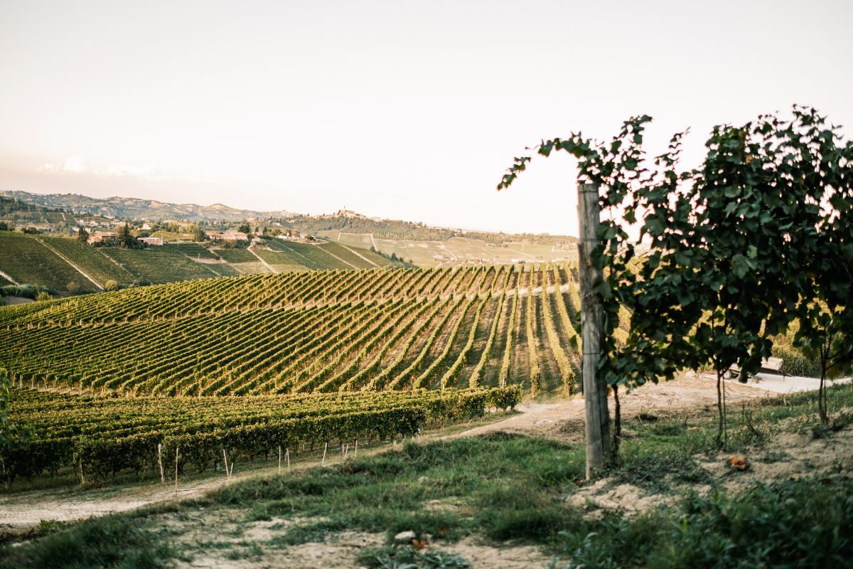 Le colline del Monferrato in estate: borghi, cantine e silenzi rigeneranti