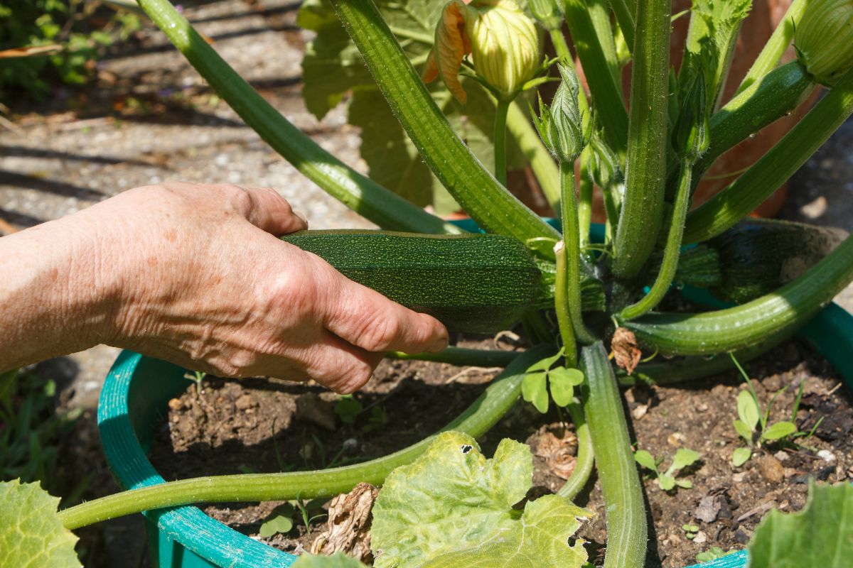 Zucchine a luglio: come evitare che si secchino durante il giorno