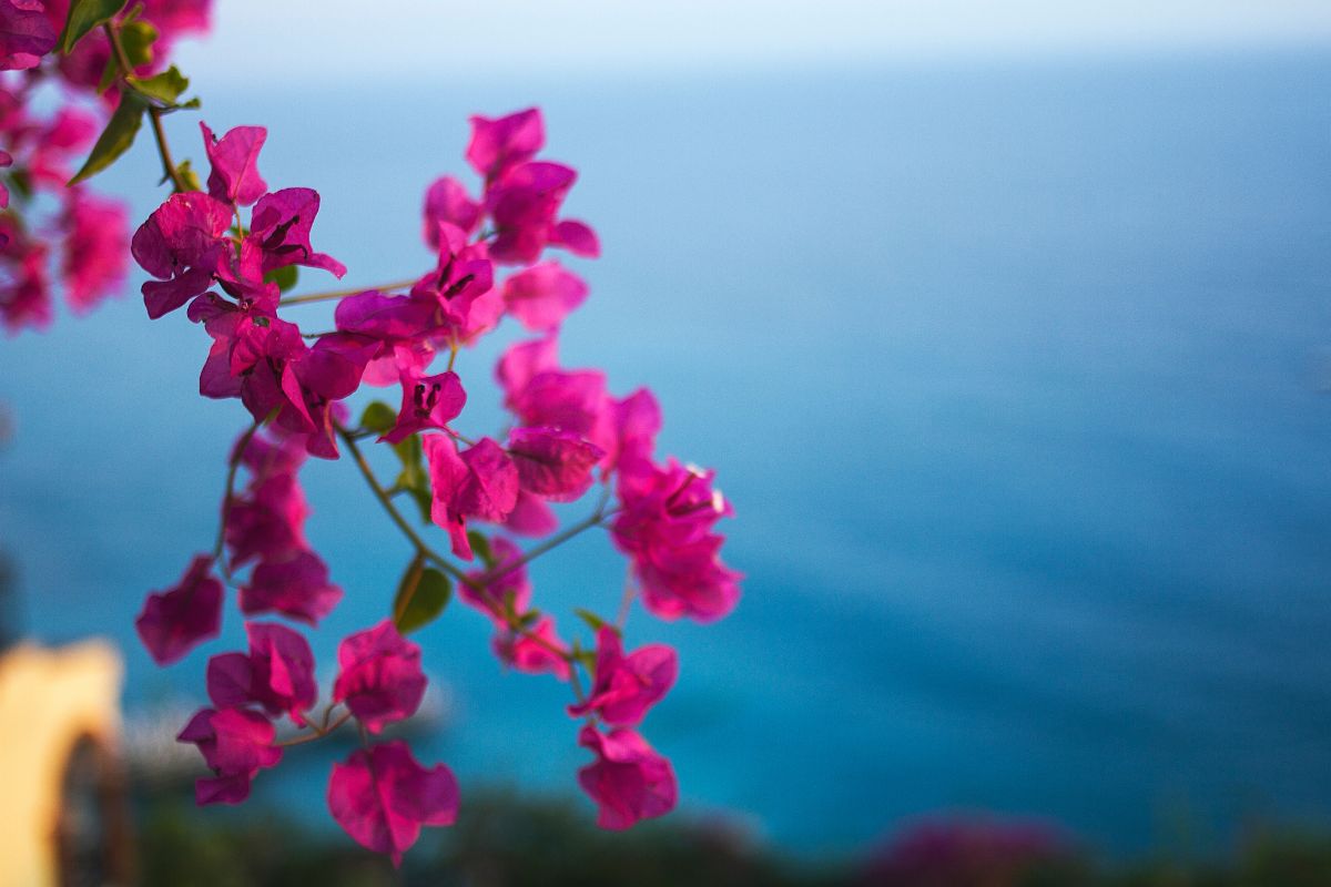 Bougainvillea ad agosto