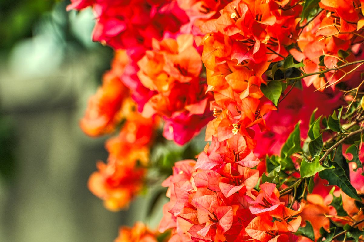 Bougainvillea senza fiori? Ecco cosa potrebbe non funzionare