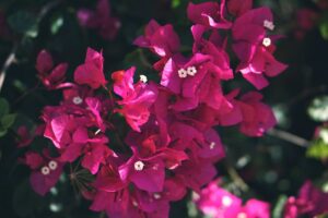 Bougainvillea senza fiori