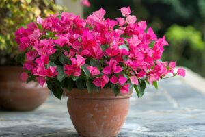Curare bouganvillea in vaso