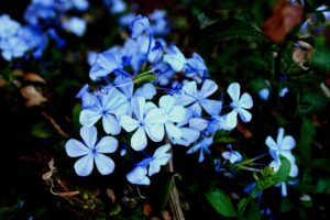 Plumbago in agosto