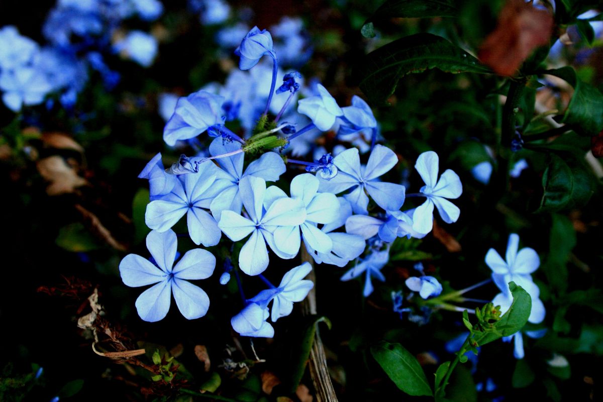 Plumbago in agosto