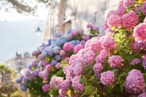 Ortensie ad agosto: irrigazione e ombra per fiori sempre perfetti
