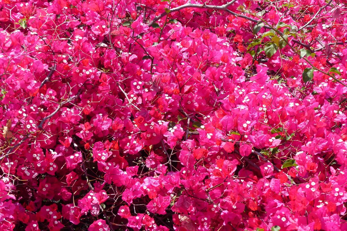 Bougainvillea ad agosto: potatura e cure per mantenerla in fiore