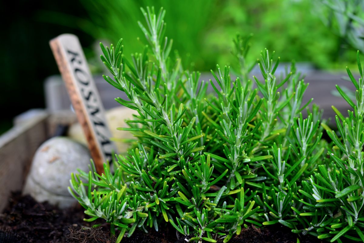 Piante aromatiche d’agosto: menta e rosmarino sempre freschi