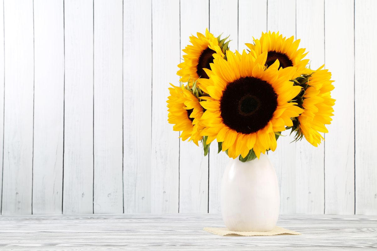 Agosto e i girasoli: come mantenerli splendidi in giardino e in vaso