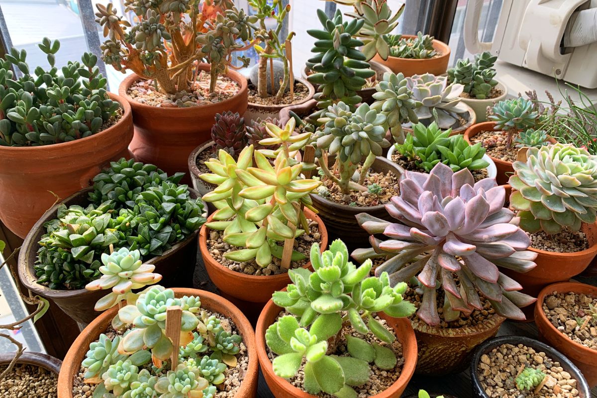 Come salvare le piante grasse dal troppo caldo di agosto