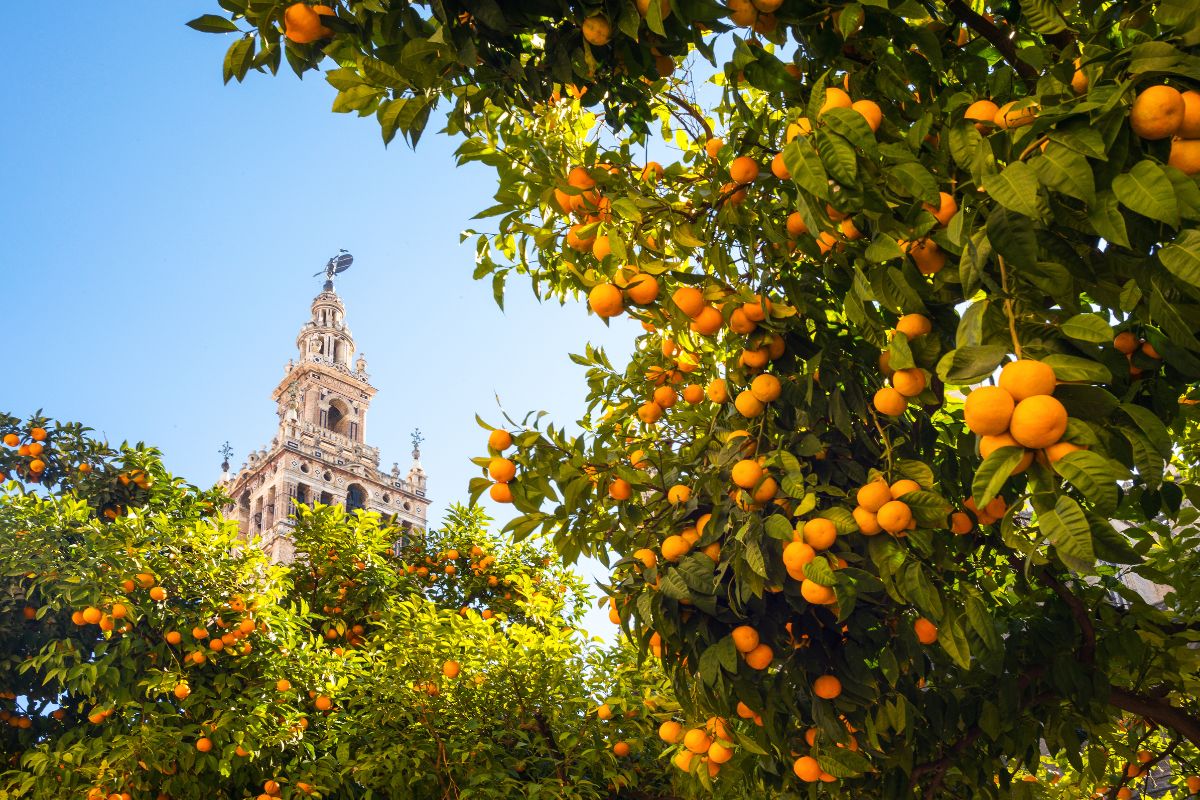 Agosto in Andalusia: città bianche, flamenco e panorami mozzafiato