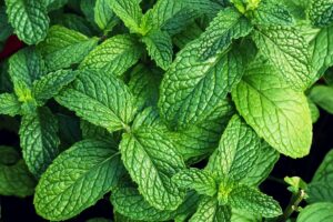 Settembre e le aromatiche