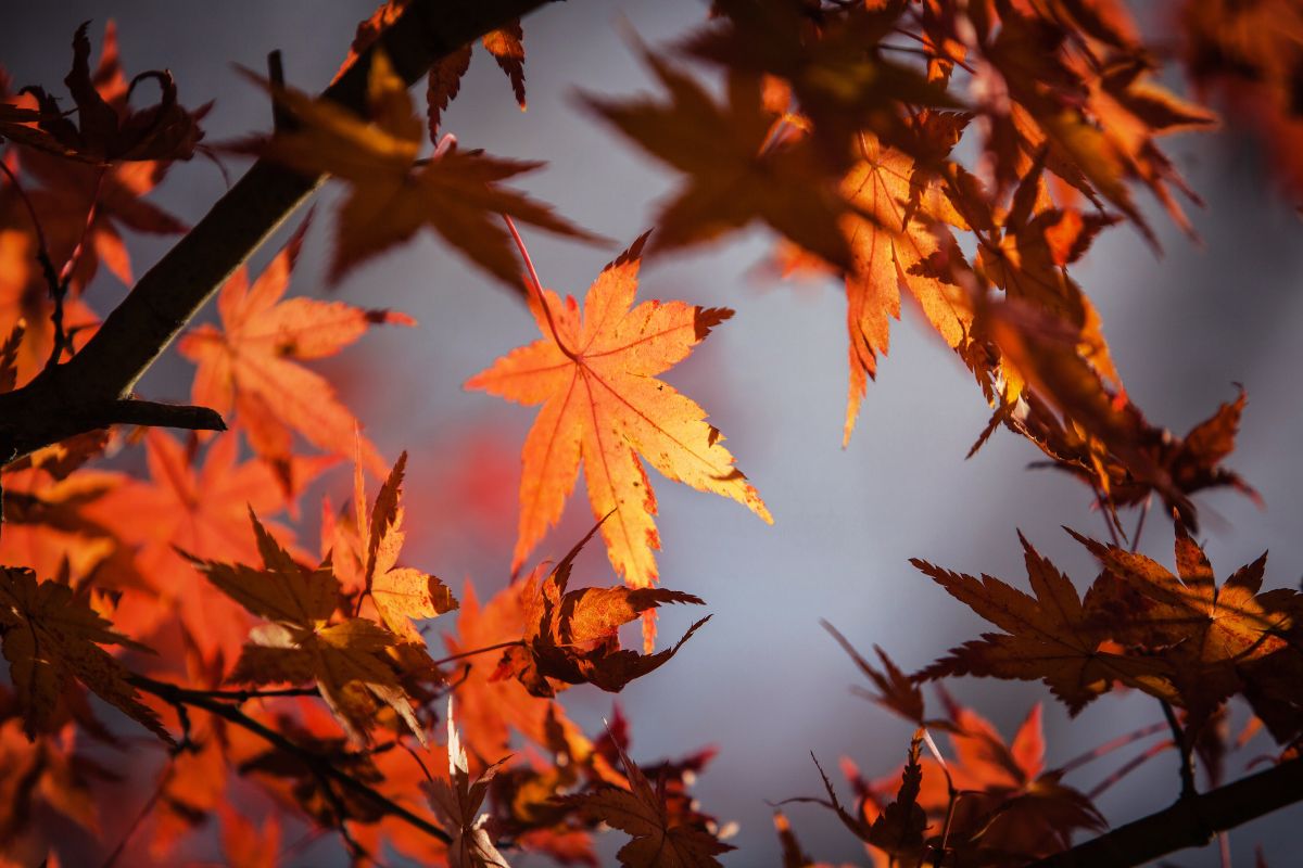 Settembre e astrologia: chi trae forza dall’autunno che arriva
