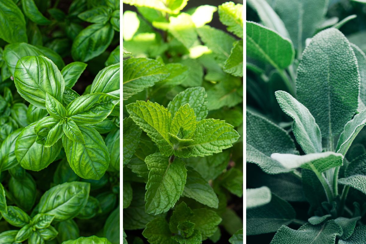 gestire piante aromatiche in agosto