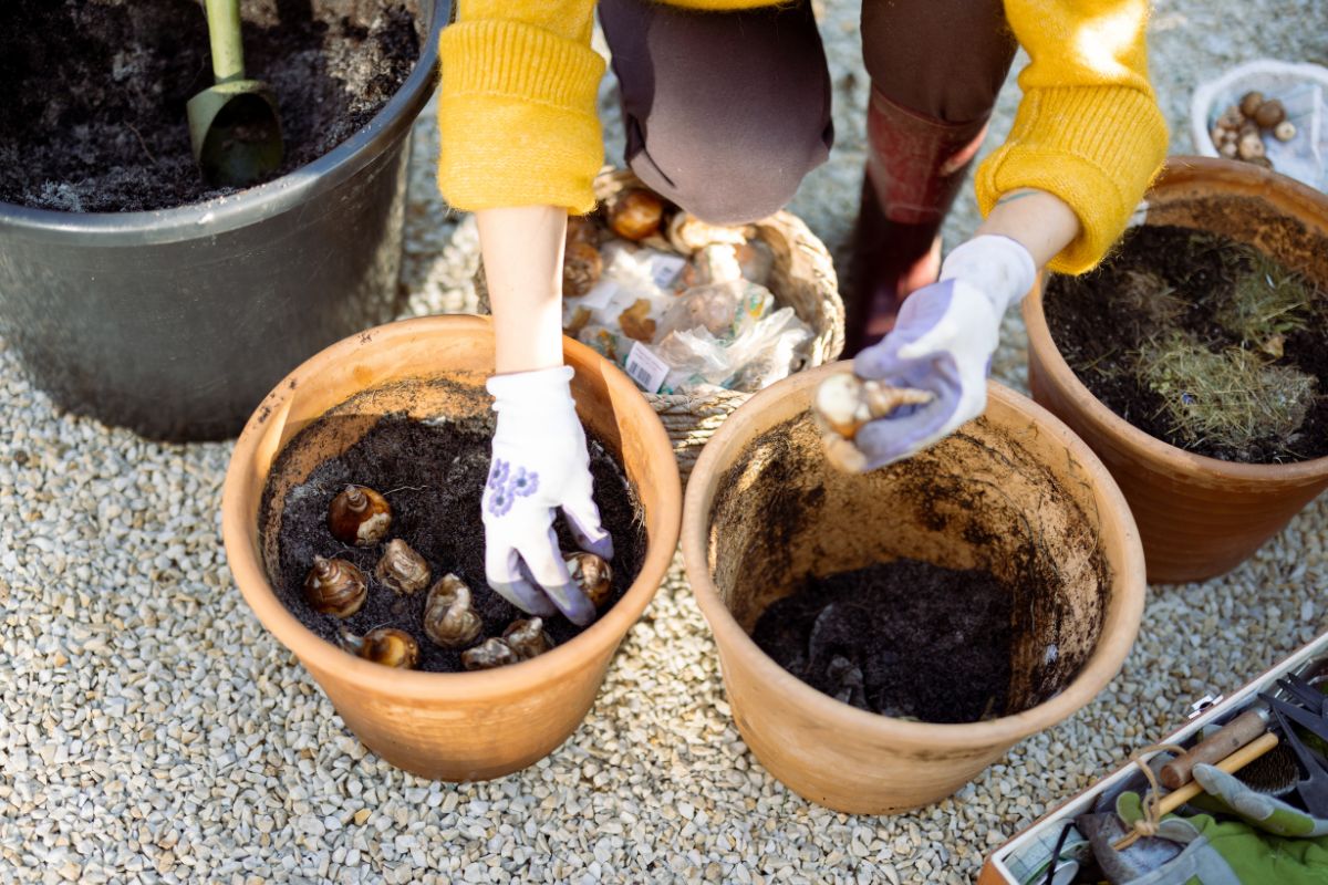 Bulbi autunnali: cosa piantare subito per un giardino che rifiorisce